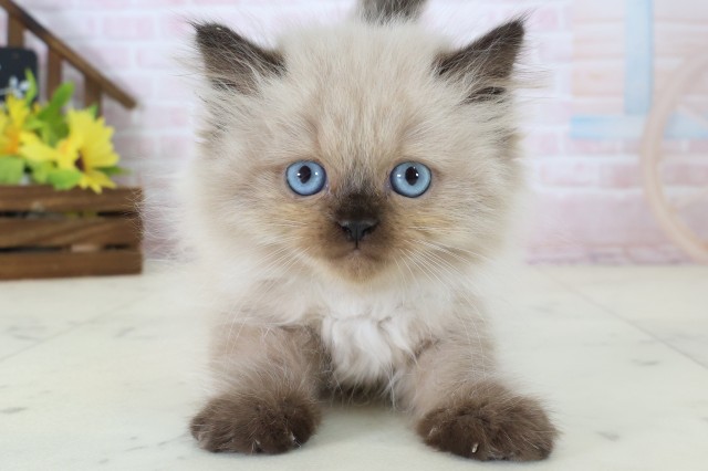 ヒマラヤン