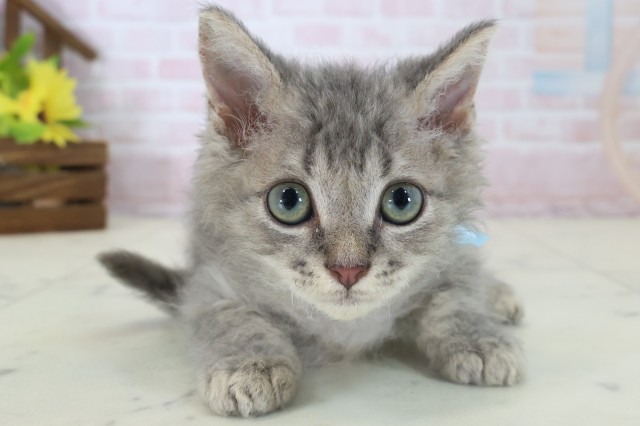 MIX（猫）