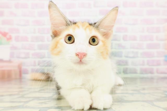メインクーン
