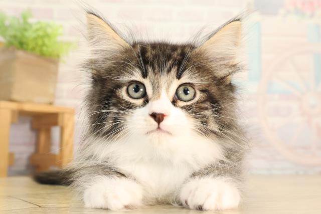 ノルウェージャン・フォレストキャット
