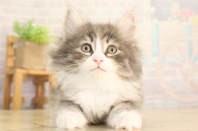 ノルウェージャン・フォレストキャット