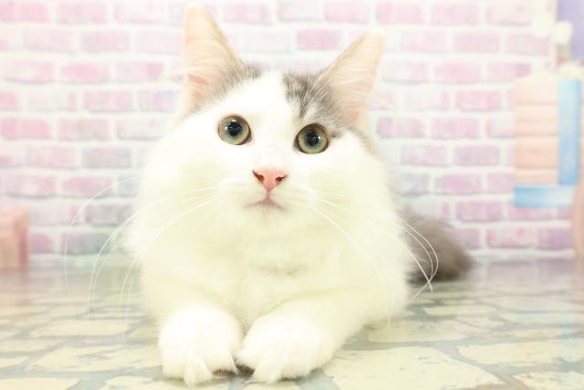 ノルウェージャン・フォレストキャット