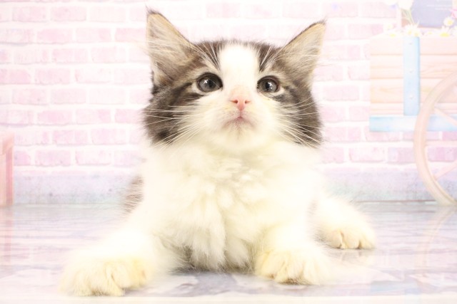ノルウェージャン・フォレストキャット