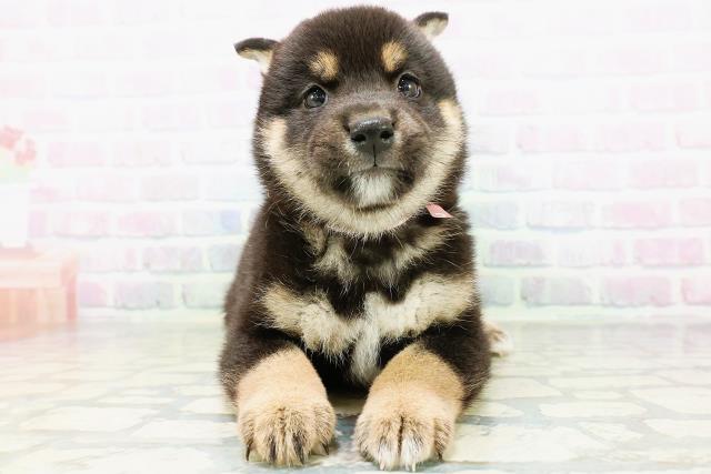 柴犬