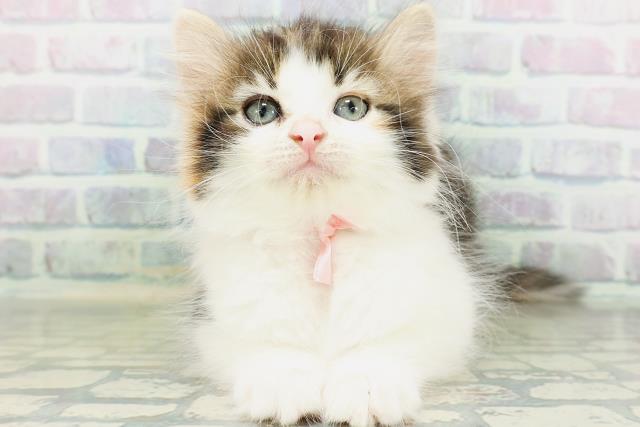 ノルウェージャン・フォレストキャット