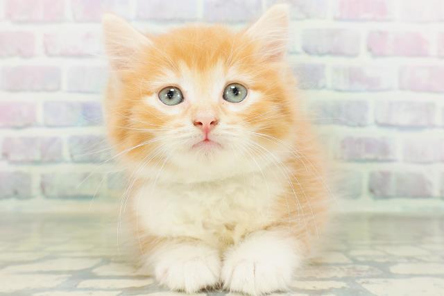 ノルウェージャン・フォレストキャット