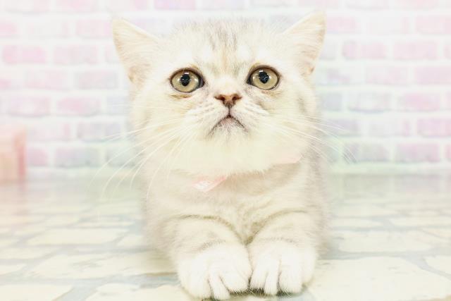 エキゾチック