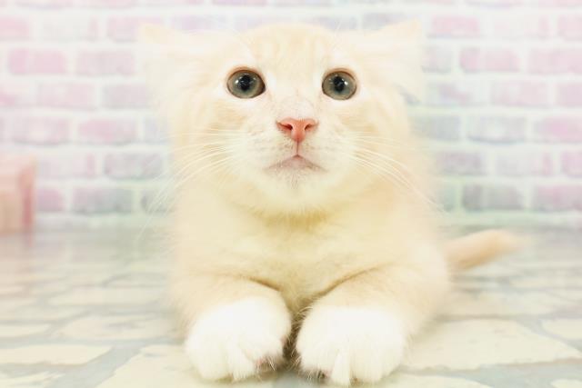 ノルウェージャン・フォレストキャット