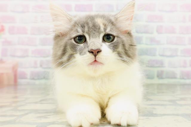 ノルウェージャン・フォレストキャット