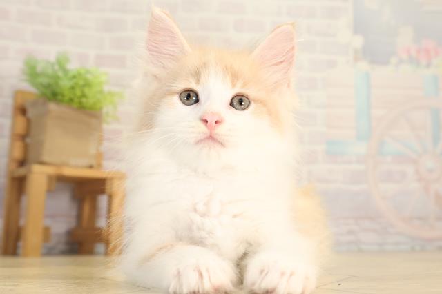 ノルウェージャン・フォレストキャット