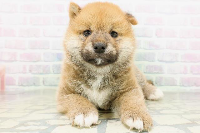 柴犬