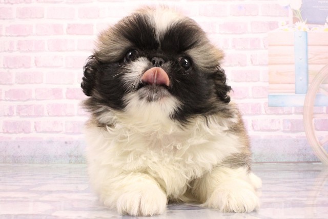 ペキニーズ