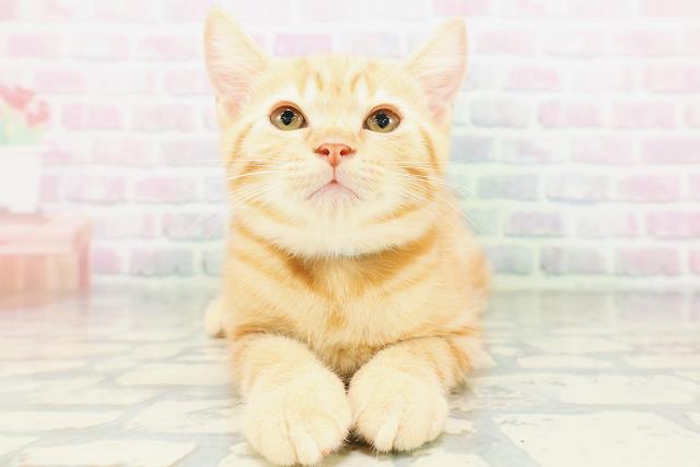 マンチカン（長足）