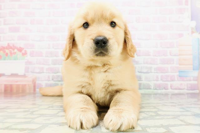 ゴールデン・レトリバー