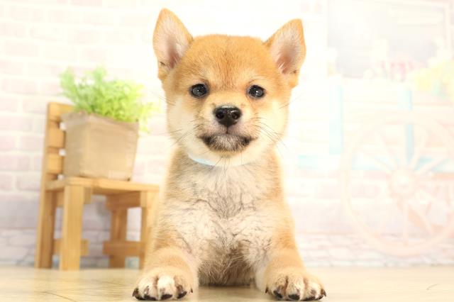 豆柴