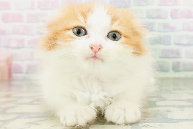 スコティッシュフォールド