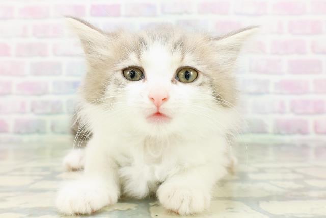 ノルウェージャン・フォレストキャット