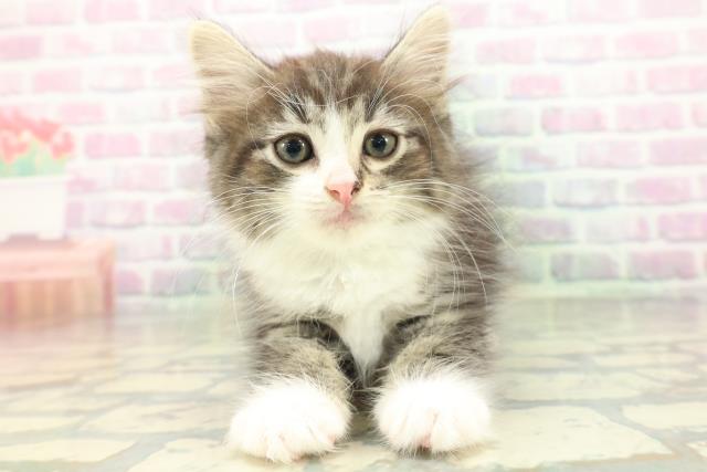 ノルウェージャン・フォレストキャット