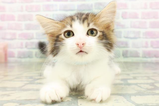 ノルウェージャン・フォレストキャット