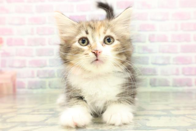 ノルウェージャン・フォレストキャット