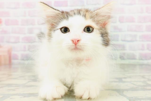 ノルウェージャン・フォレストキャット