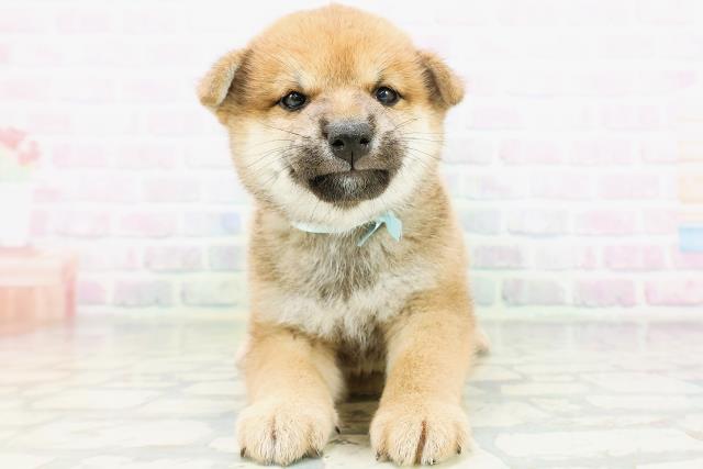 柴犬