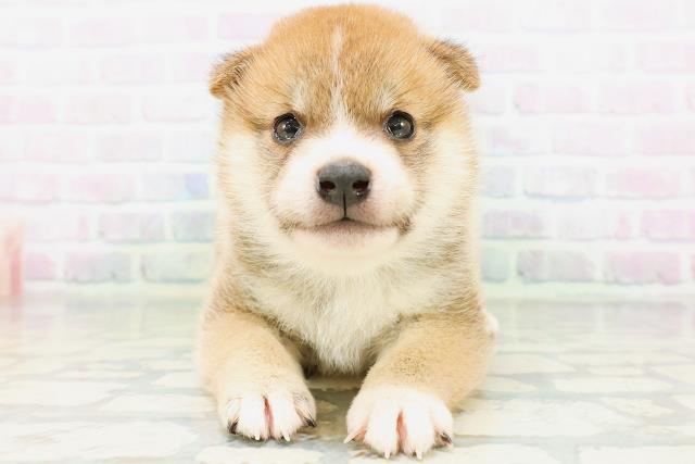 柴犬