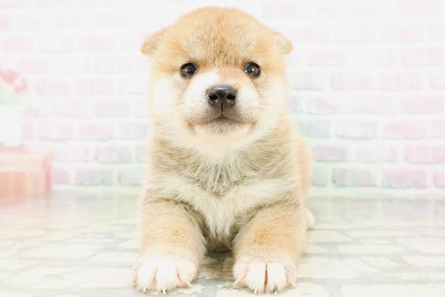 柴犬