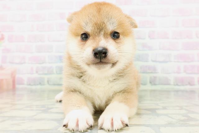 柴犬