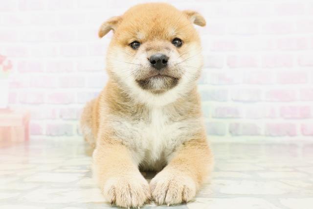 柴犬