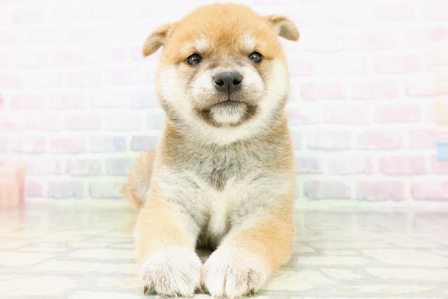 柴犬