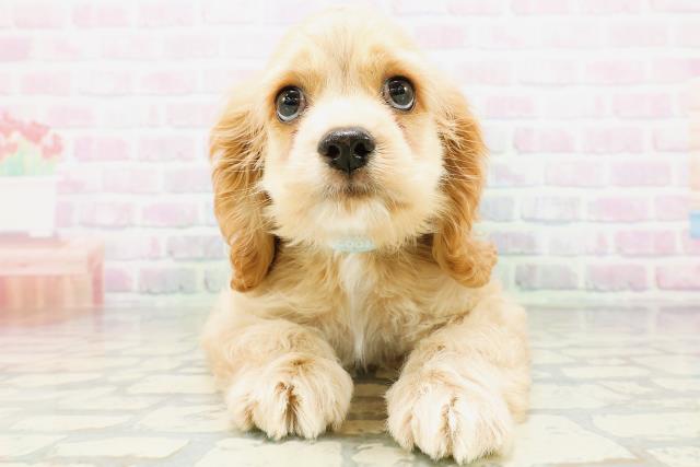 アメリカン・コッカースパニエル