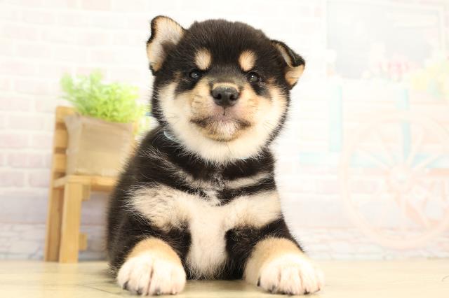 柴犬