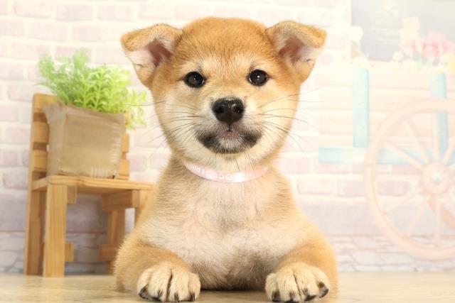 柴犬