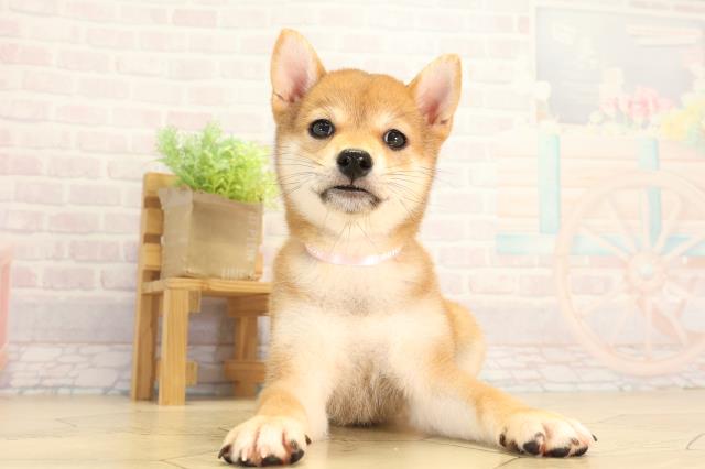 柴犬