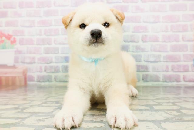 柴犬