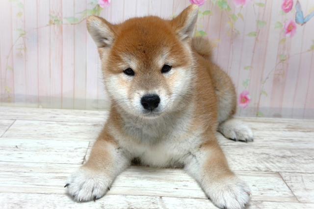 柴犬