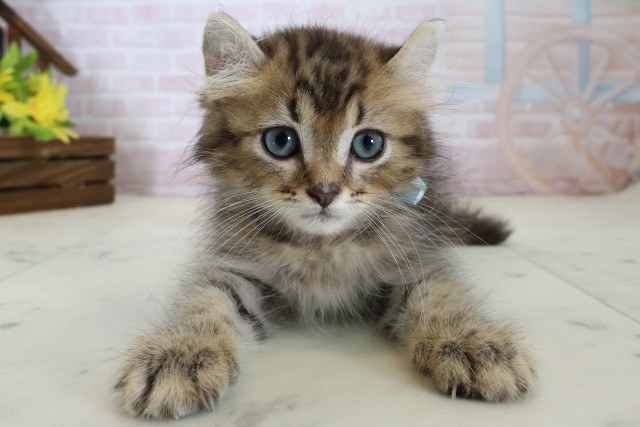 MIX（猫）