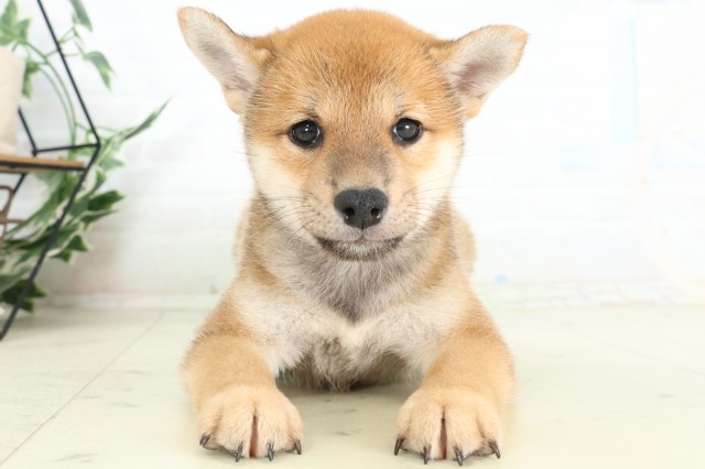 柴犬