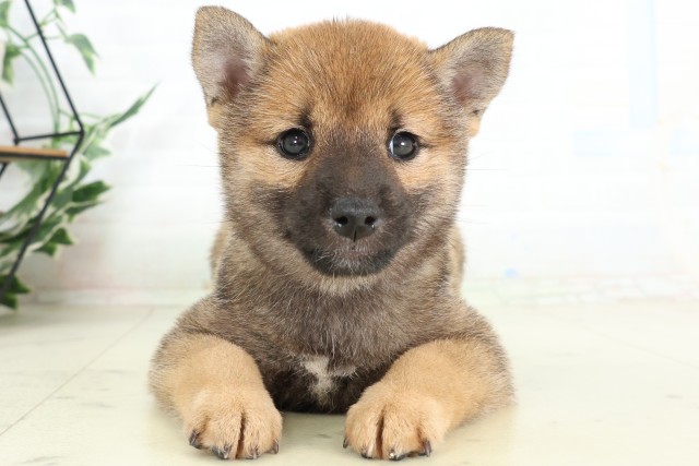 柴犬