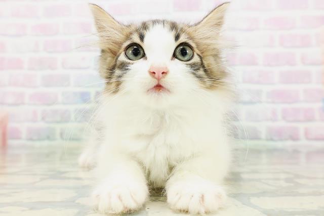 ノルウェージャン・フォレストキャット