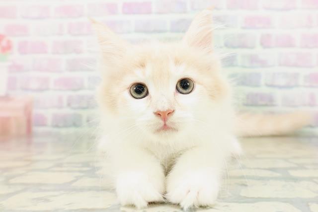ノルウェージャン・フォレストキャット