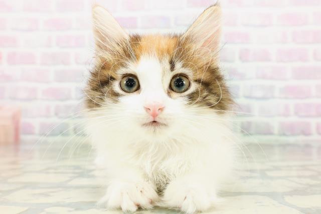 ノルウェージャン・フォレストキャット
