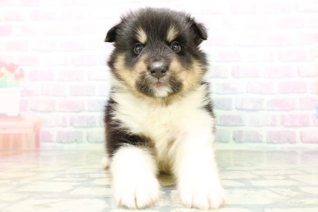 MIX(ハーフ)