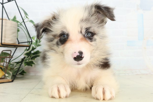 ボーダーコリー