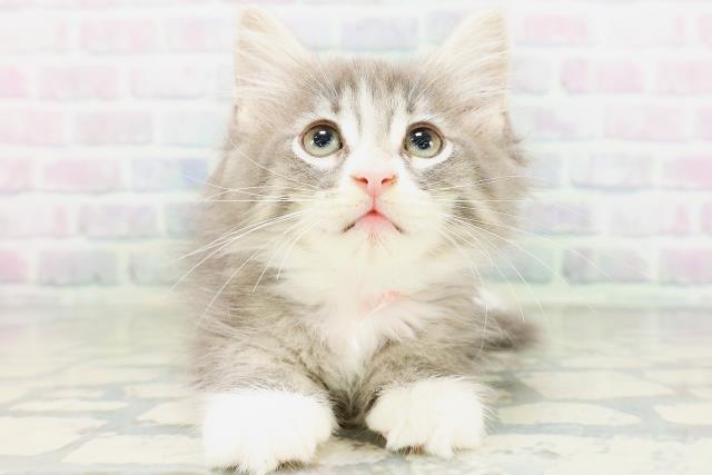 ノルウェージャン・フォレストキャット