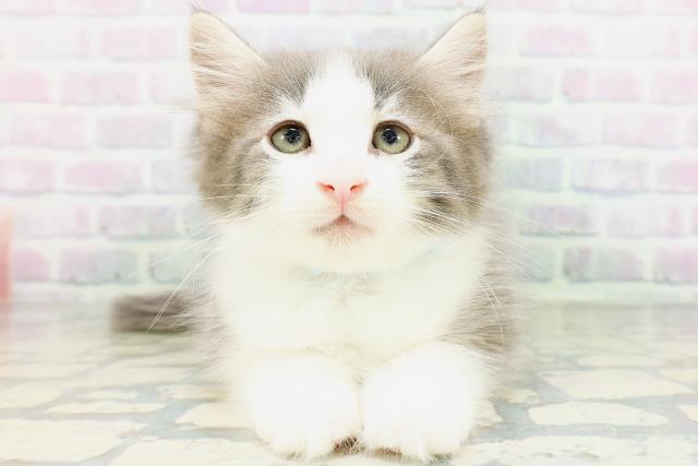 ノルウェージャン・フォレストキャット