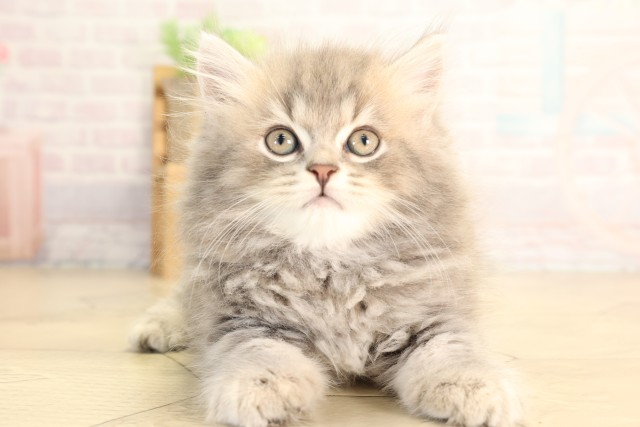 スコティッシュストレート