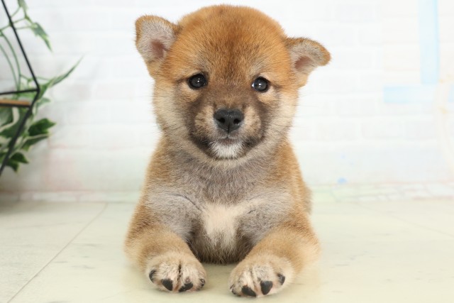 柴犬
