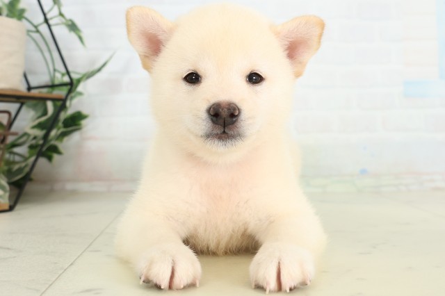 柴犬